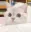 cutecat