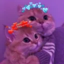 gatitos