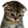 kitten