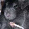 ratsmoke