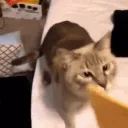 CatCheeseYeet