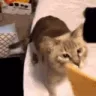 StoleCheeseFromKumiYeet