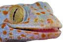 tokay