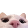 CatLurk