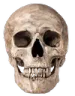 skull_realistic