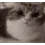 ripthePOORimpoor