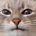 catintent