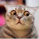 cat_shock