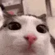 35_catintenseblink