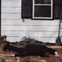 dead dead