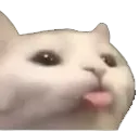 d_catwtongueout_STTG