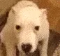 emote_smile_dog emote_smile_dog