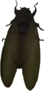 Higurashi