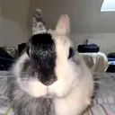 bun