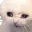 crying_cat