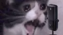 giphy