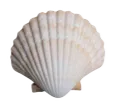 0_8Shell