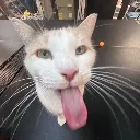 blehblehbleh