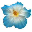 0_4Hibiscus