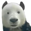 pandaStare