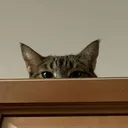 0EpicMiniPeek