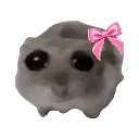 hamsti