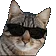 CatKool
