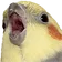 birdO
