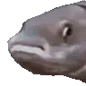 NoddersFish