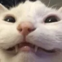 RP_catgrin