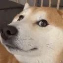 TrollDOGE
