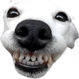 lilacq1Smile