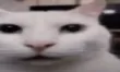 whatdatuna