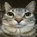 cat_gghomosexual
