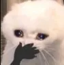 sdohmy