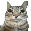 catstare