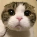 noragecat