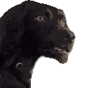 dogconfused