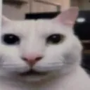 whatcat