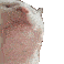 catbop Discord emoji