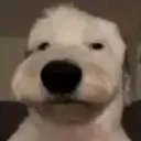 WeirdDog
