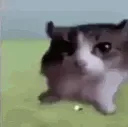 GatoExplota GatoExplota