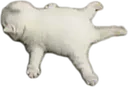 z_catded