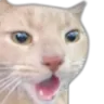 catwoah