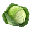 cabbage