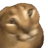 Floppas Floppas