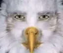 eagkle
