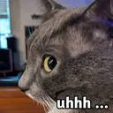 uhhh_cat