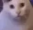 huhcat