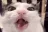cronch cronch